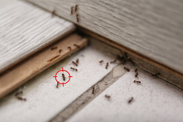 Best Pest Control Treatment  in Trenton, MI