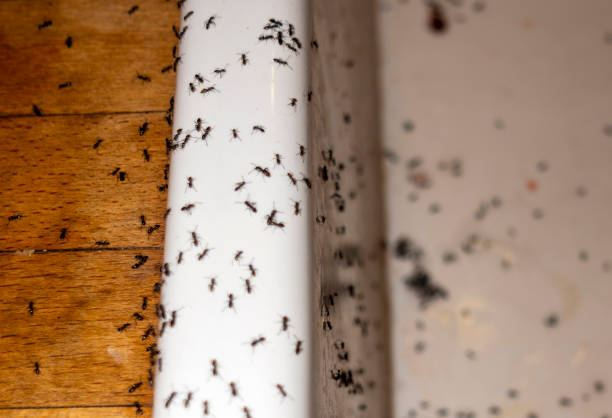 Best Local Pest Control Services  in Trenton, MI