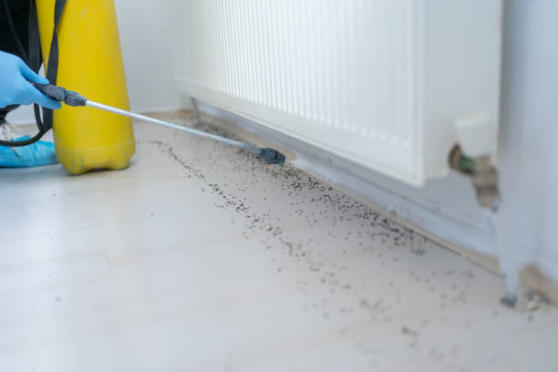 Best Ant Control Services  in Trenton, MI